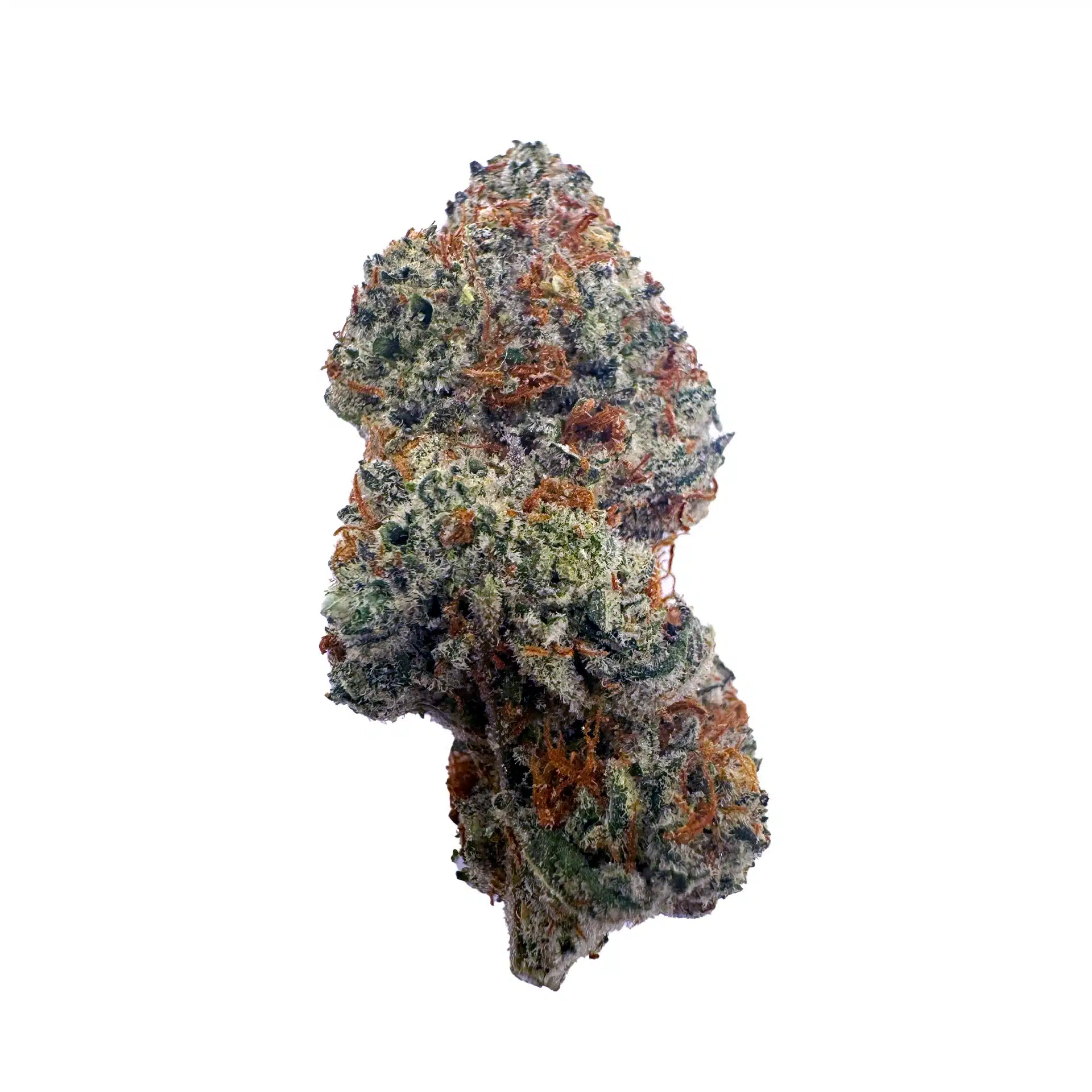 Biscotti – Top Shelf Indoor
