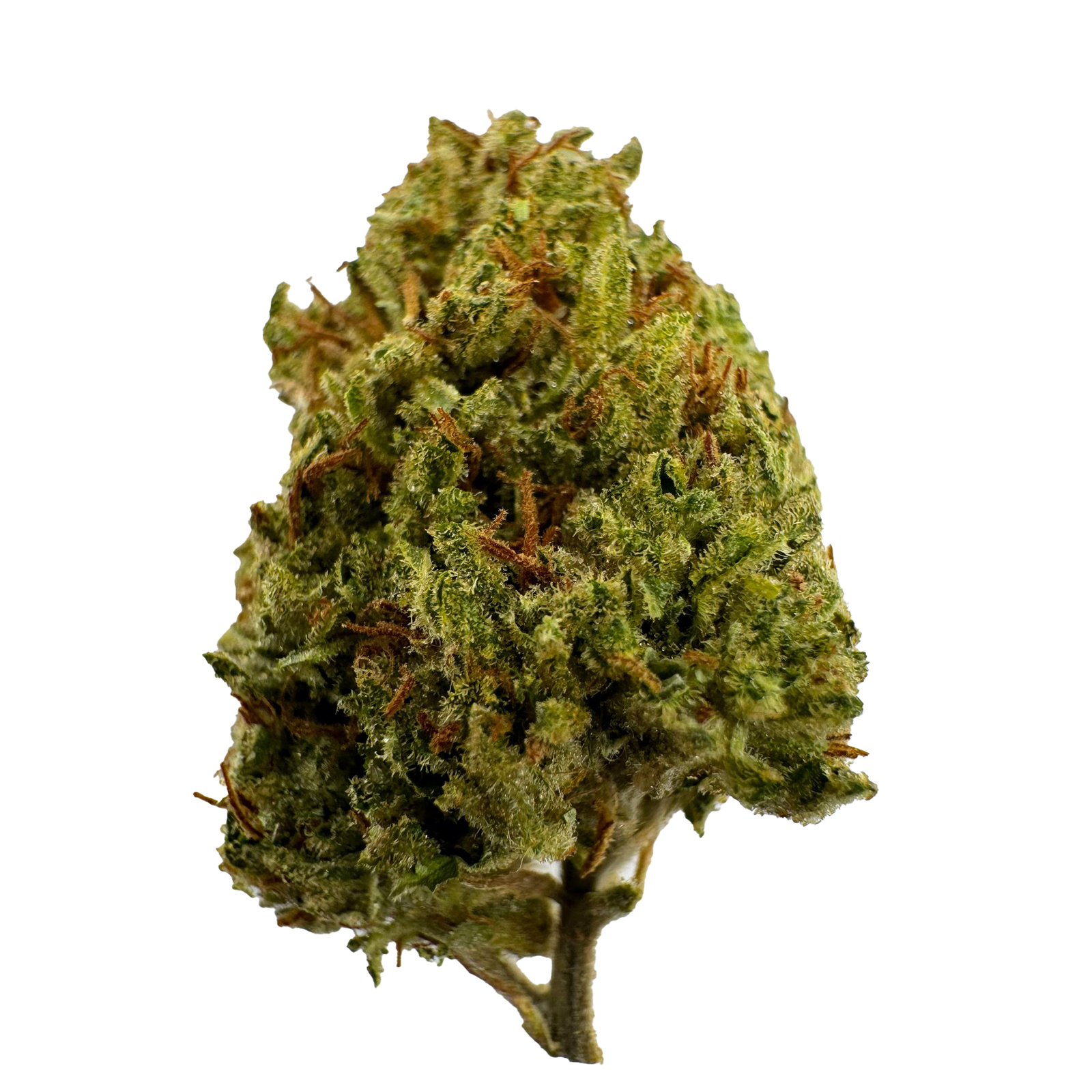 Gelato 41 Strain