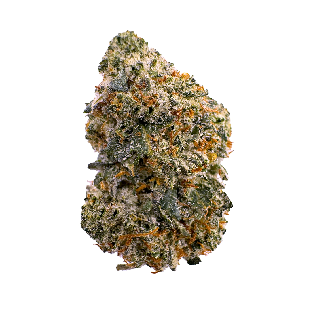 Hindu Kush – Indoor