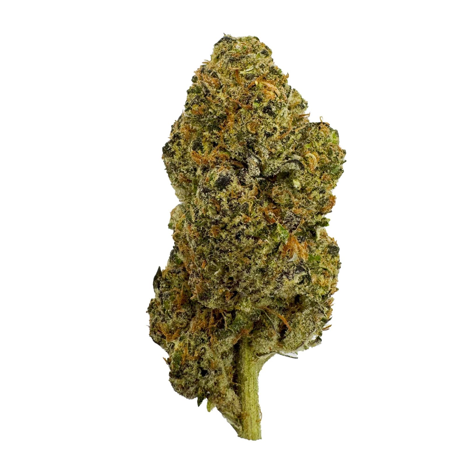 Northern Lights – Top Shelf Indoor